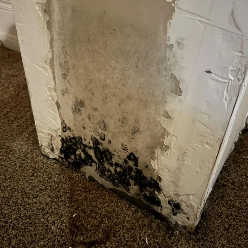Professional Mold Removal in Linda, CA